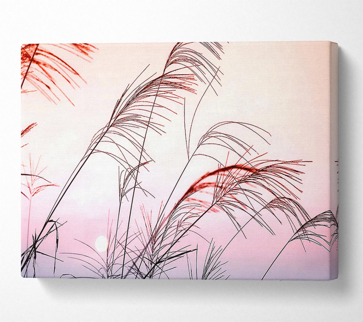 Grass Sunset