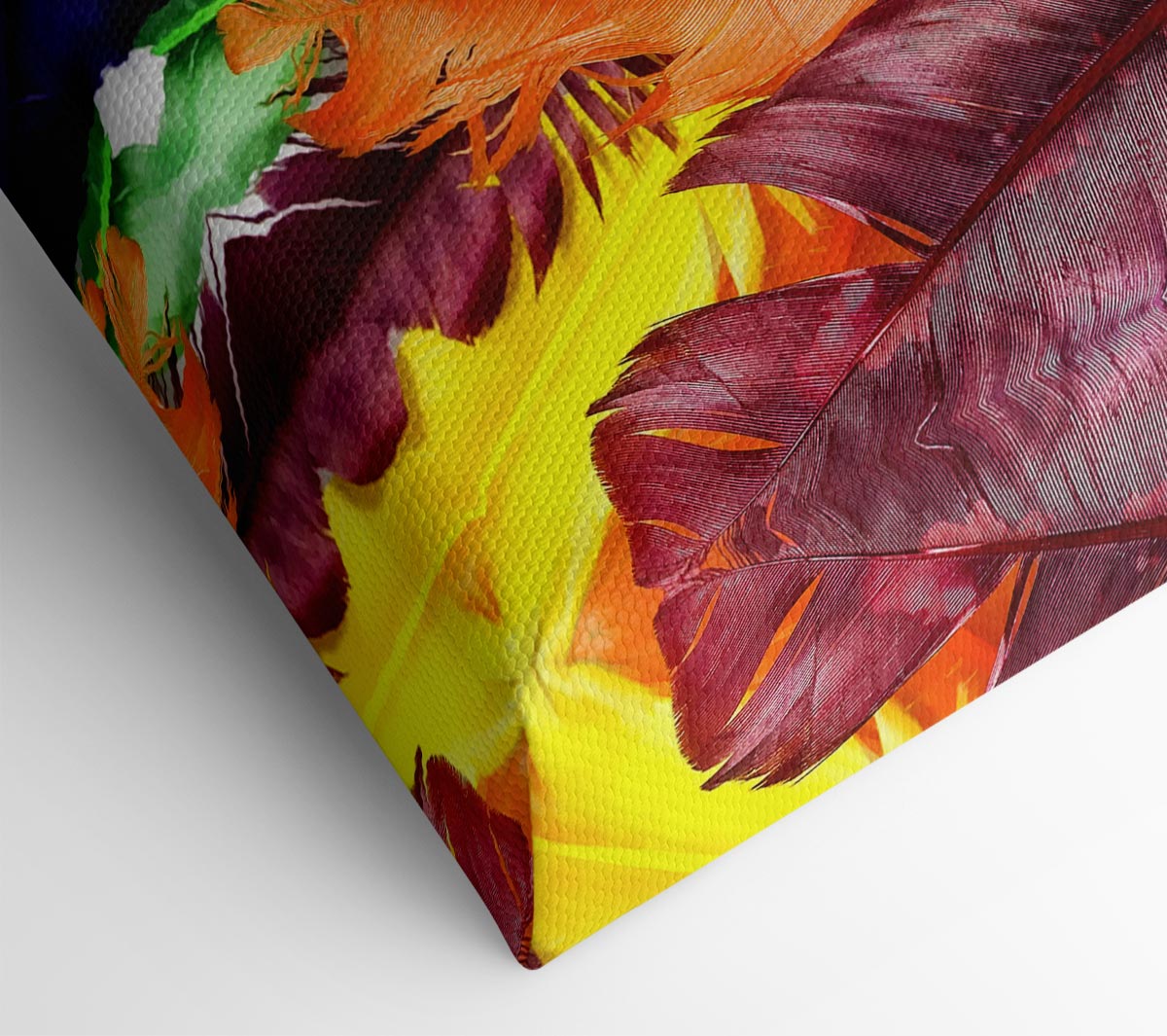 Feathers In Colours