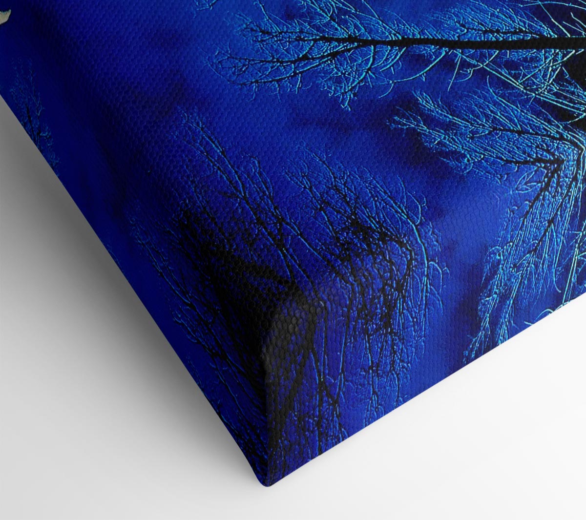 Forest By Moonlight