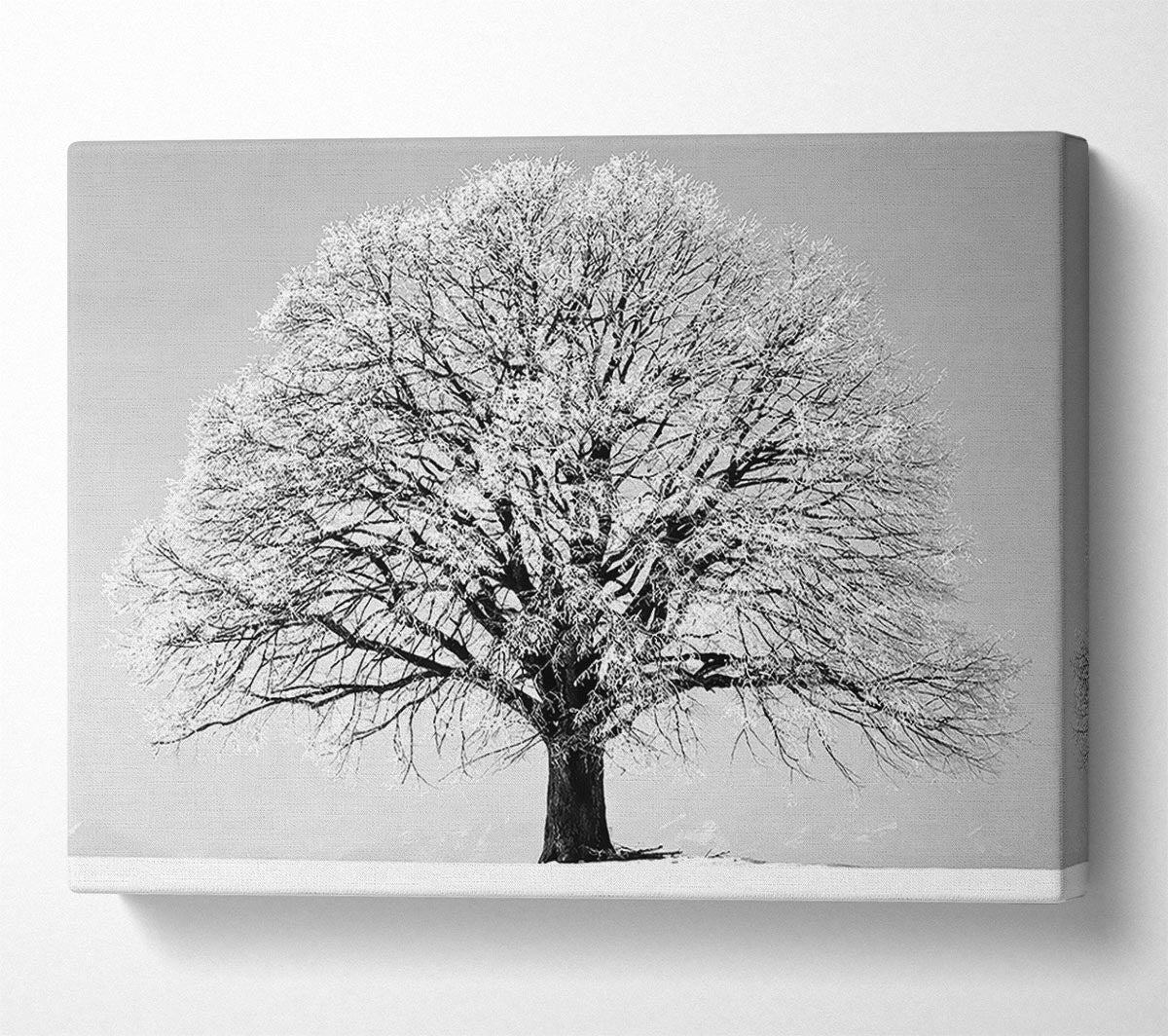 Winter Snow Tree B n W