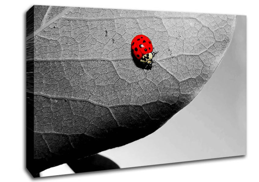 Red Ladybird