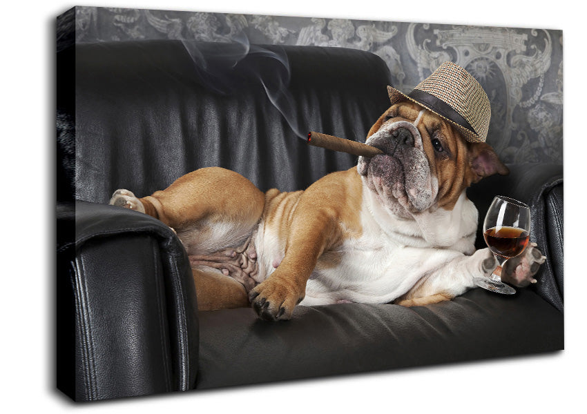 British Bulldog Chillin