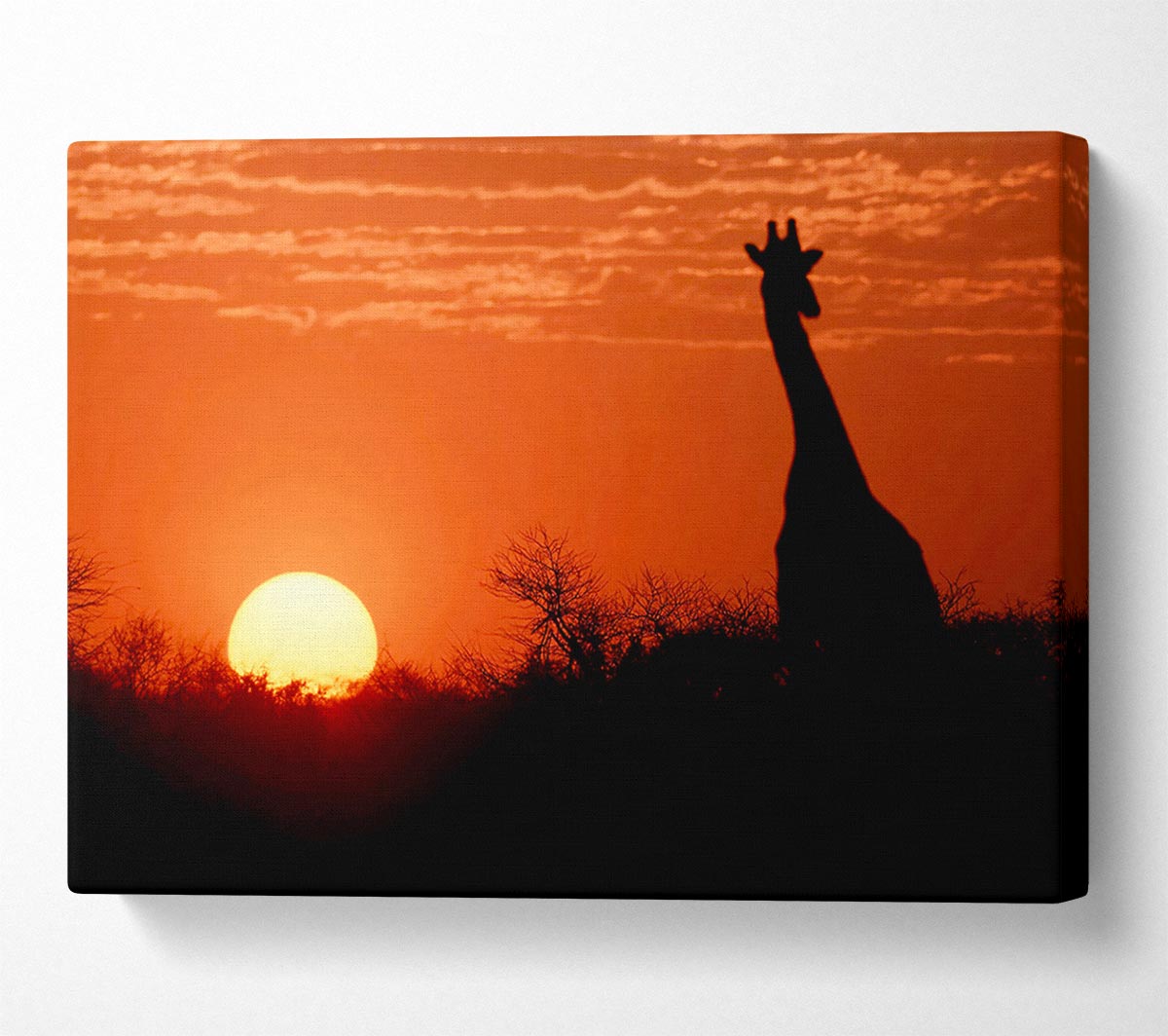 African Sunset Giraffe