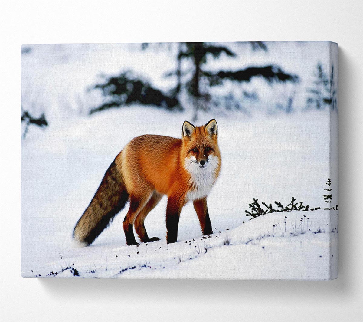 Arctic Fox In Snow