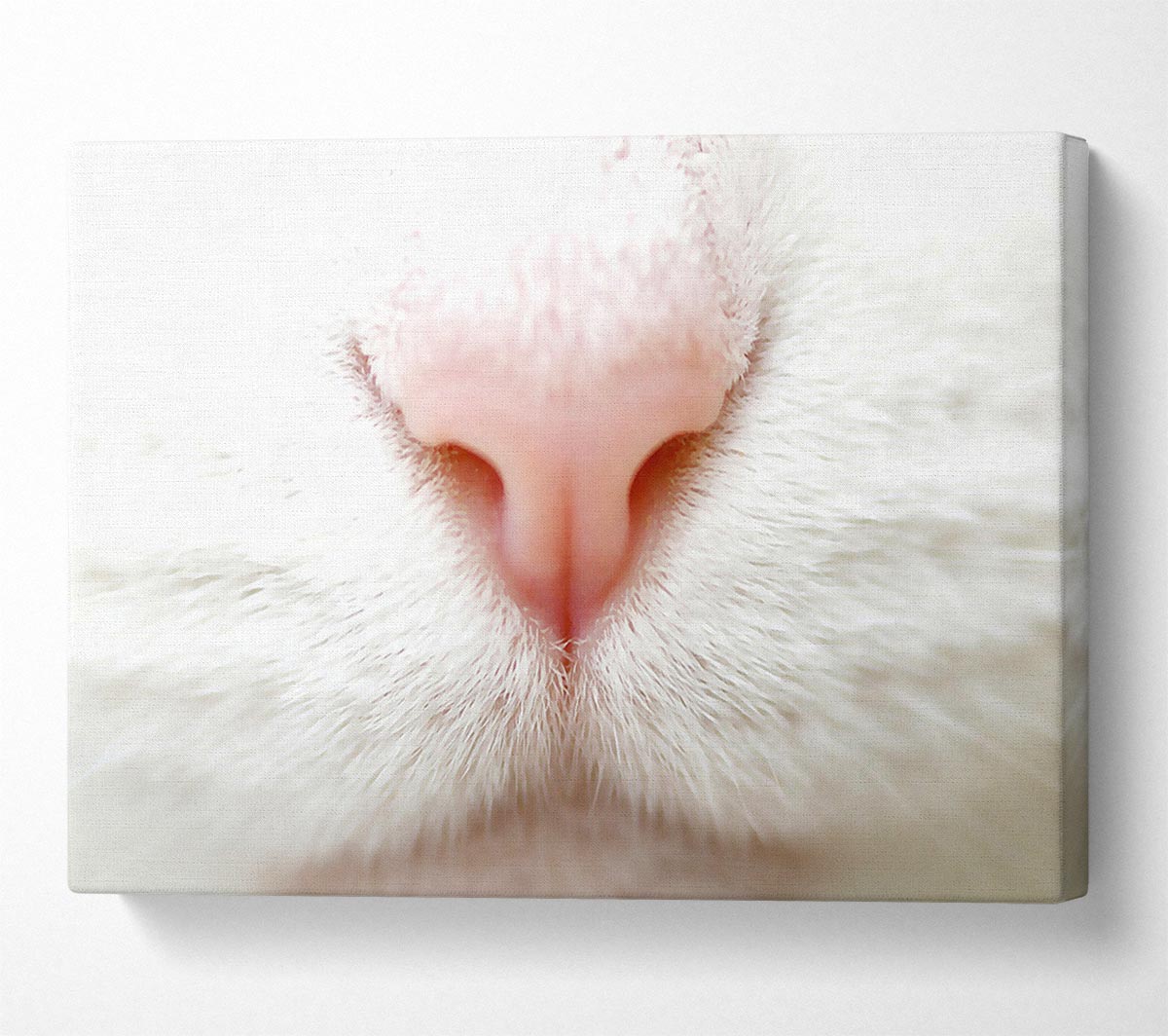 Cat Nose 2