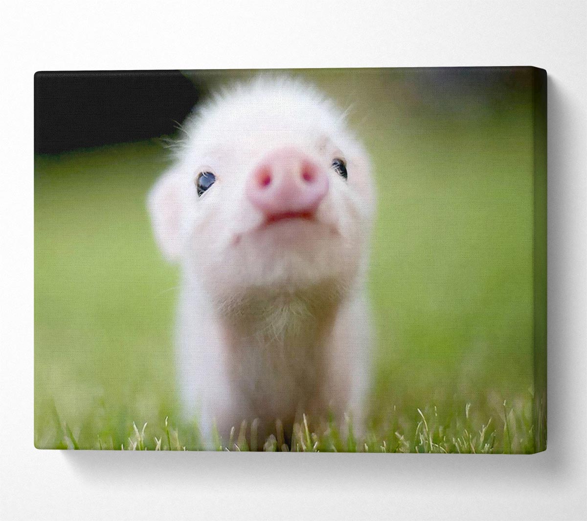 Cute Pig