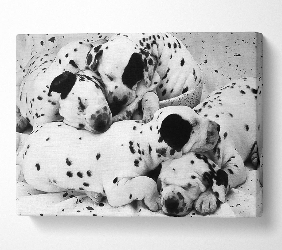 Dalmatian Puppies In Dreamland