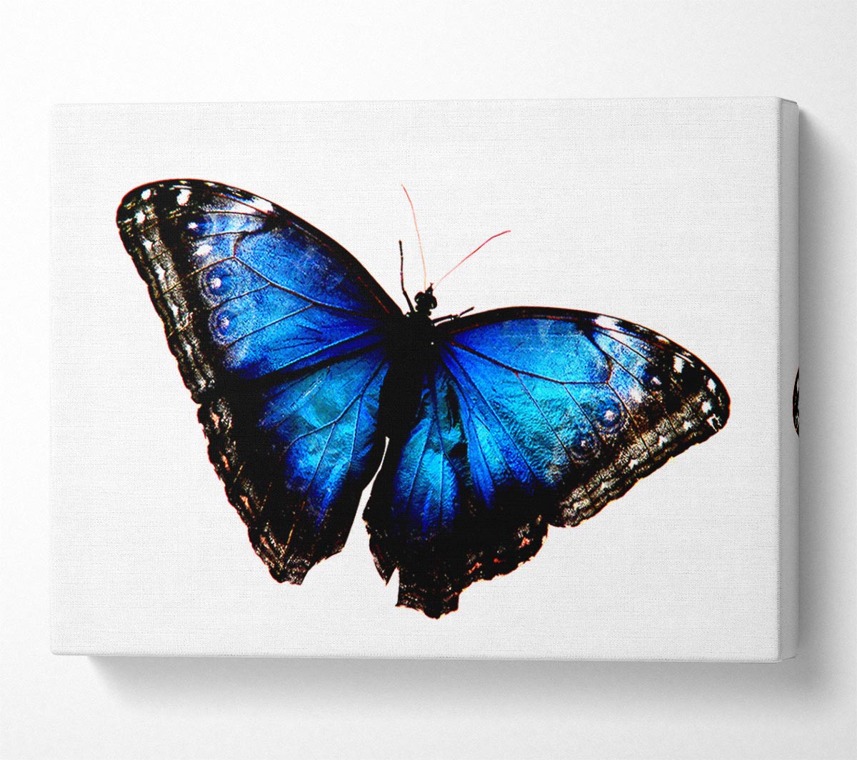 Diamond Blue Butterfly Wings