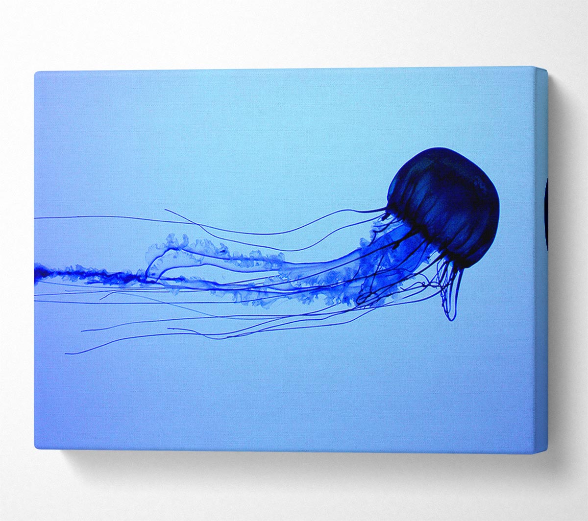 Elegant Jellyfish