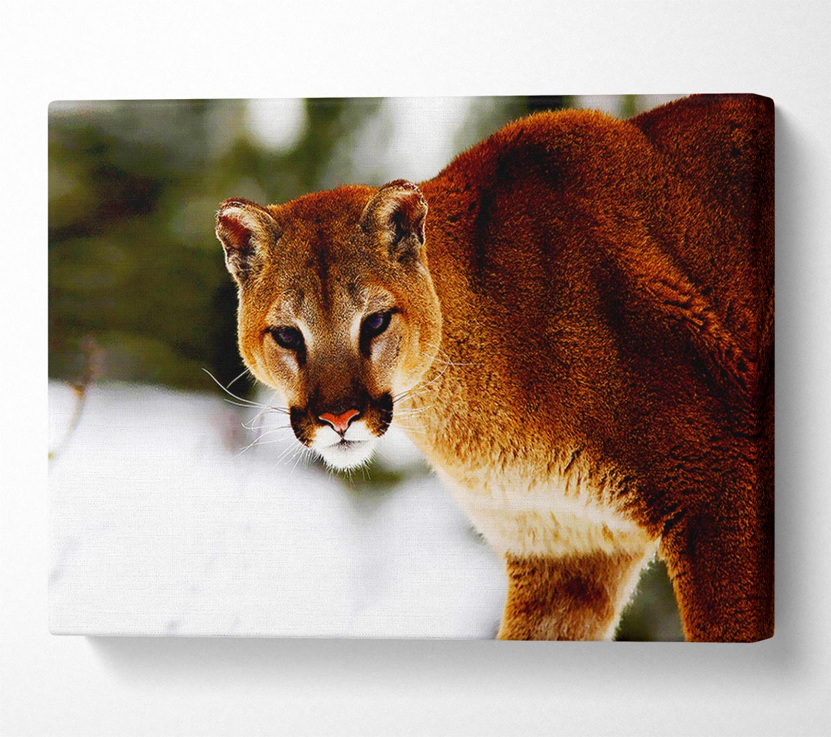 Florida Panther In The Snow