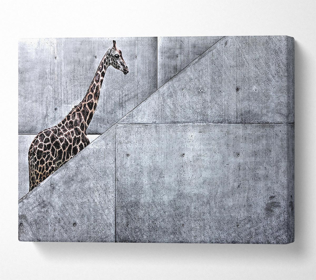 Giraffe Climbing Stairs