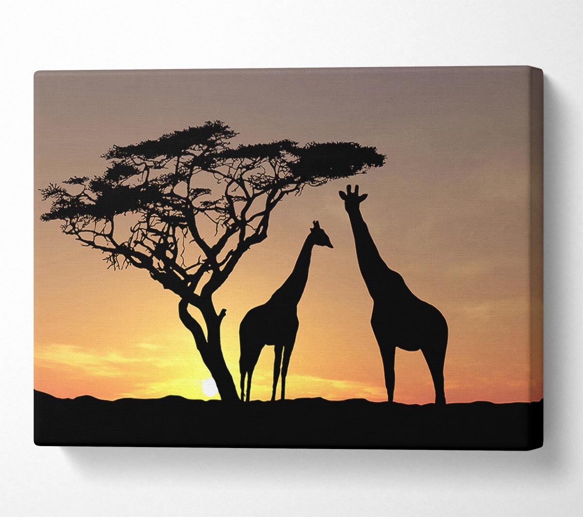 Giraffes At Sunset