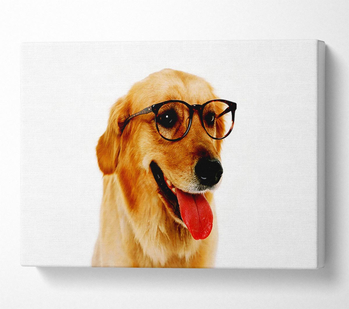 Golden Retriever Nerd