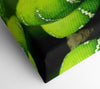 Green Snake