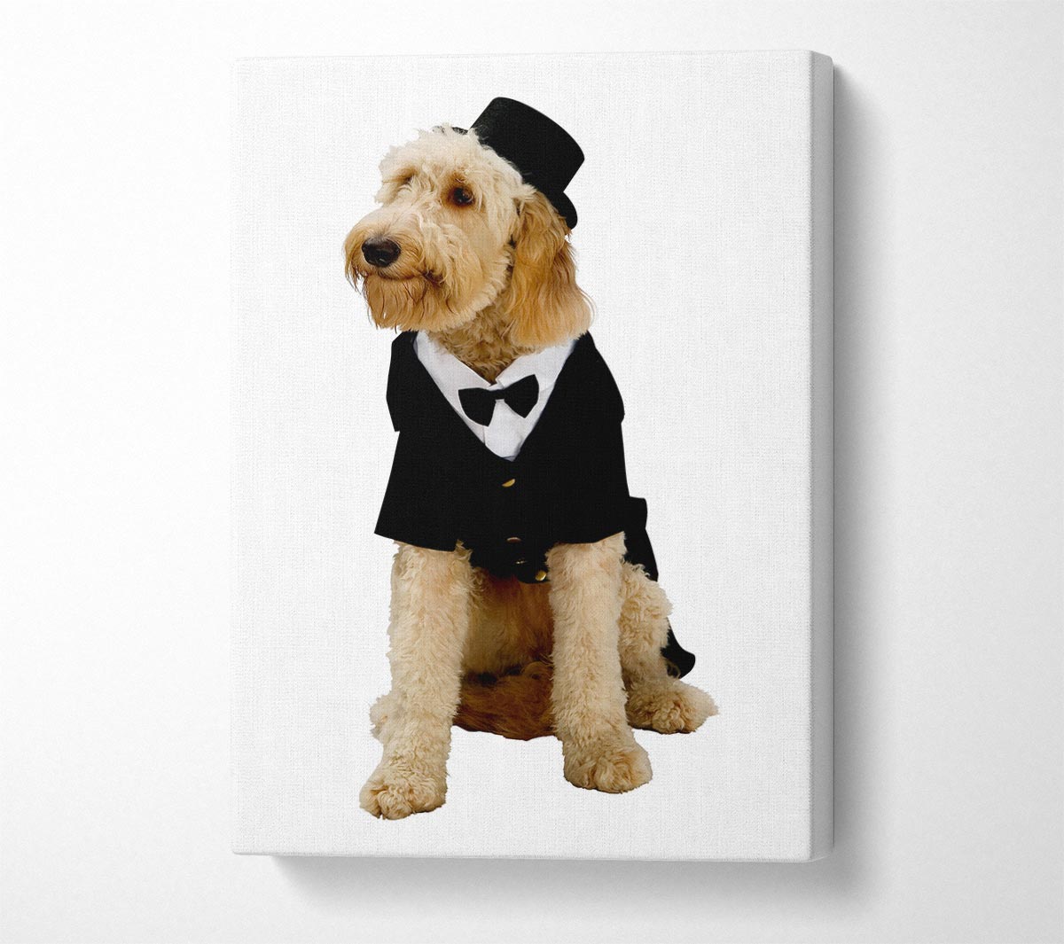 Groom Dog