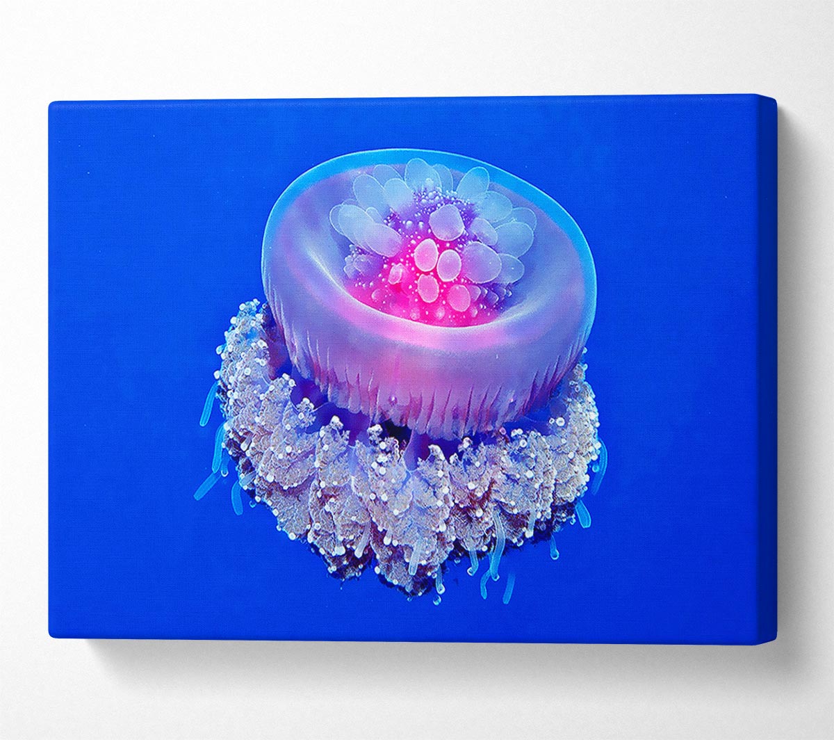 Jellyfish Pink