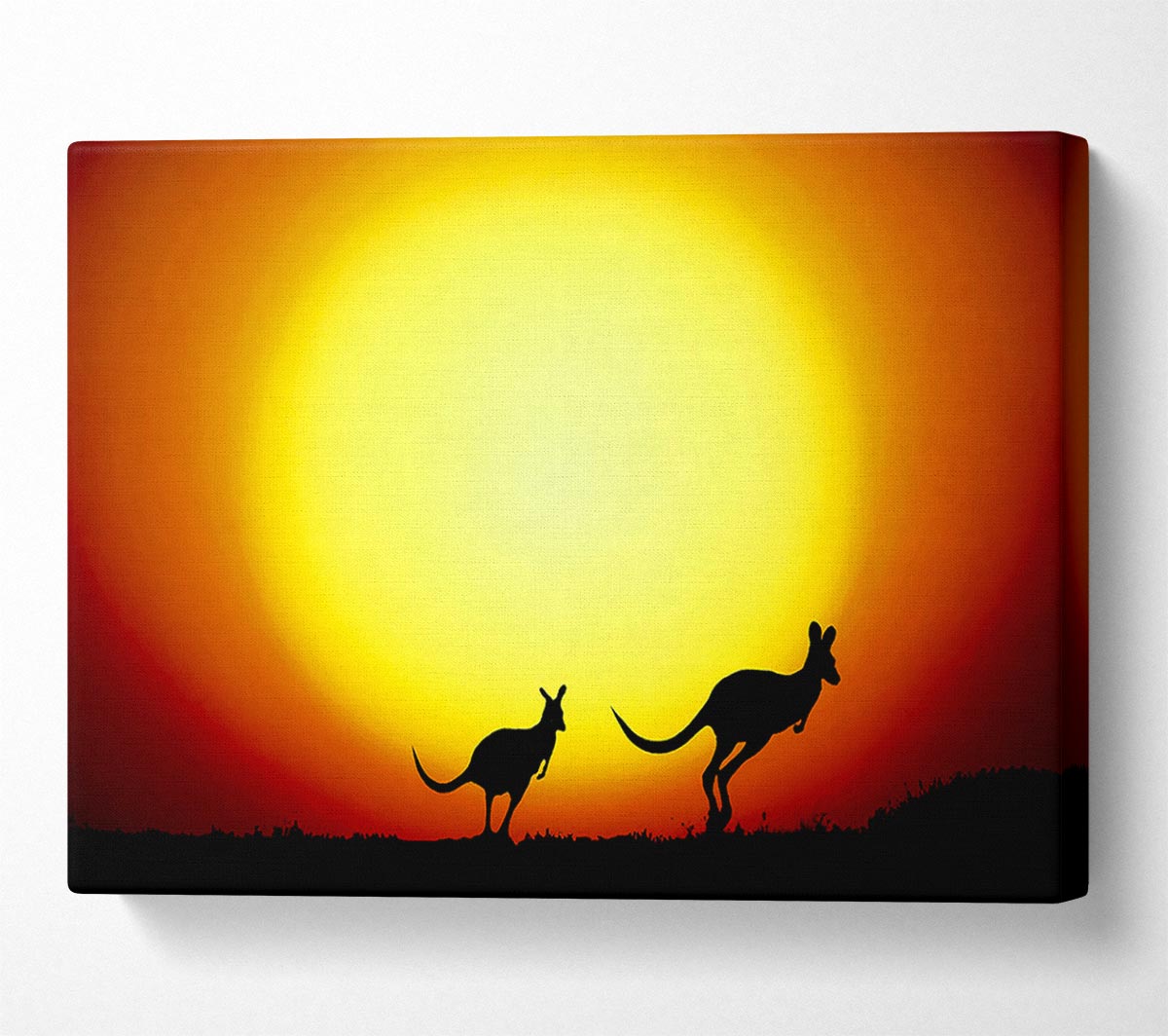 Kangaroos By Sunlight