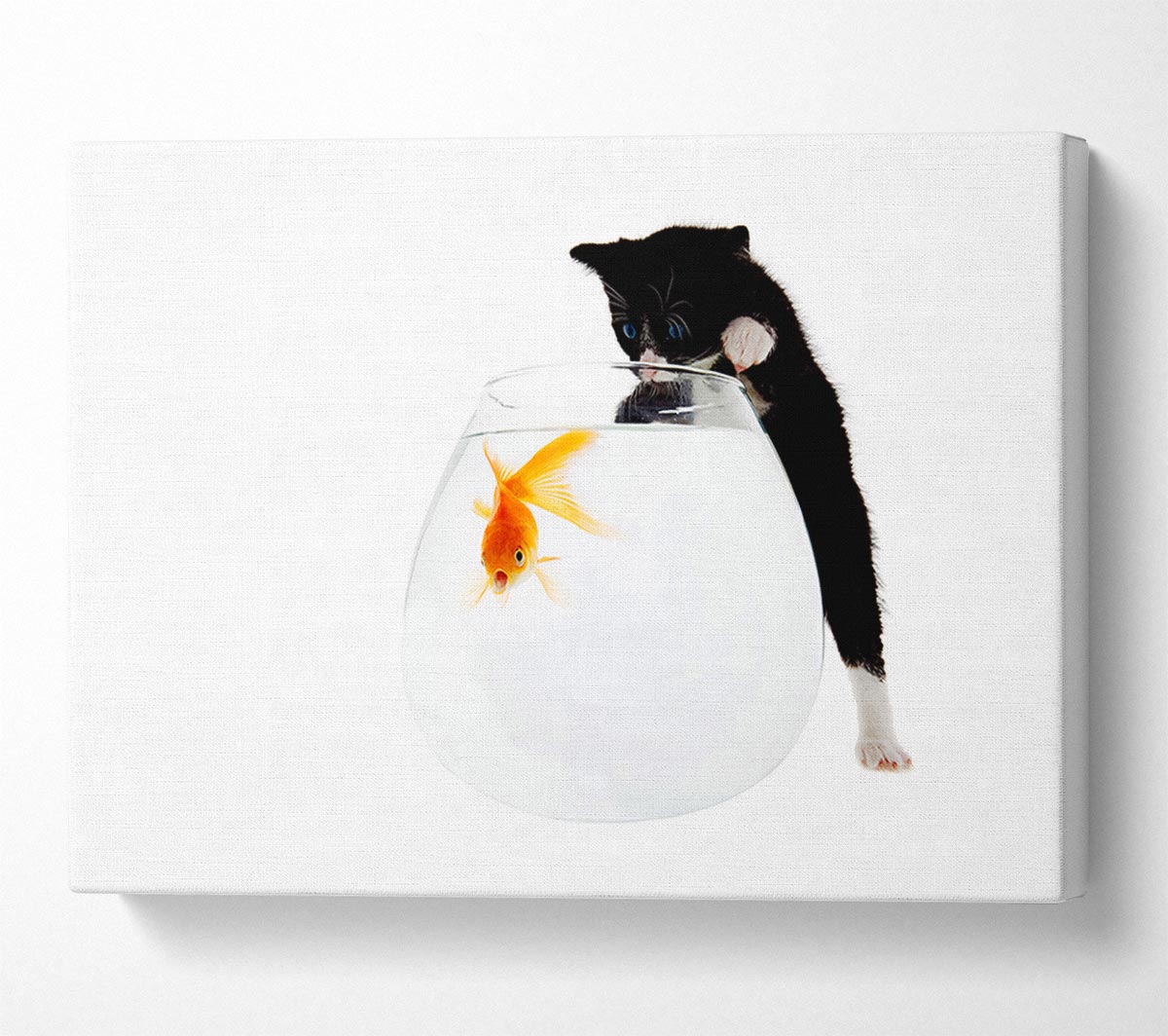 Kitten Fish Bowl