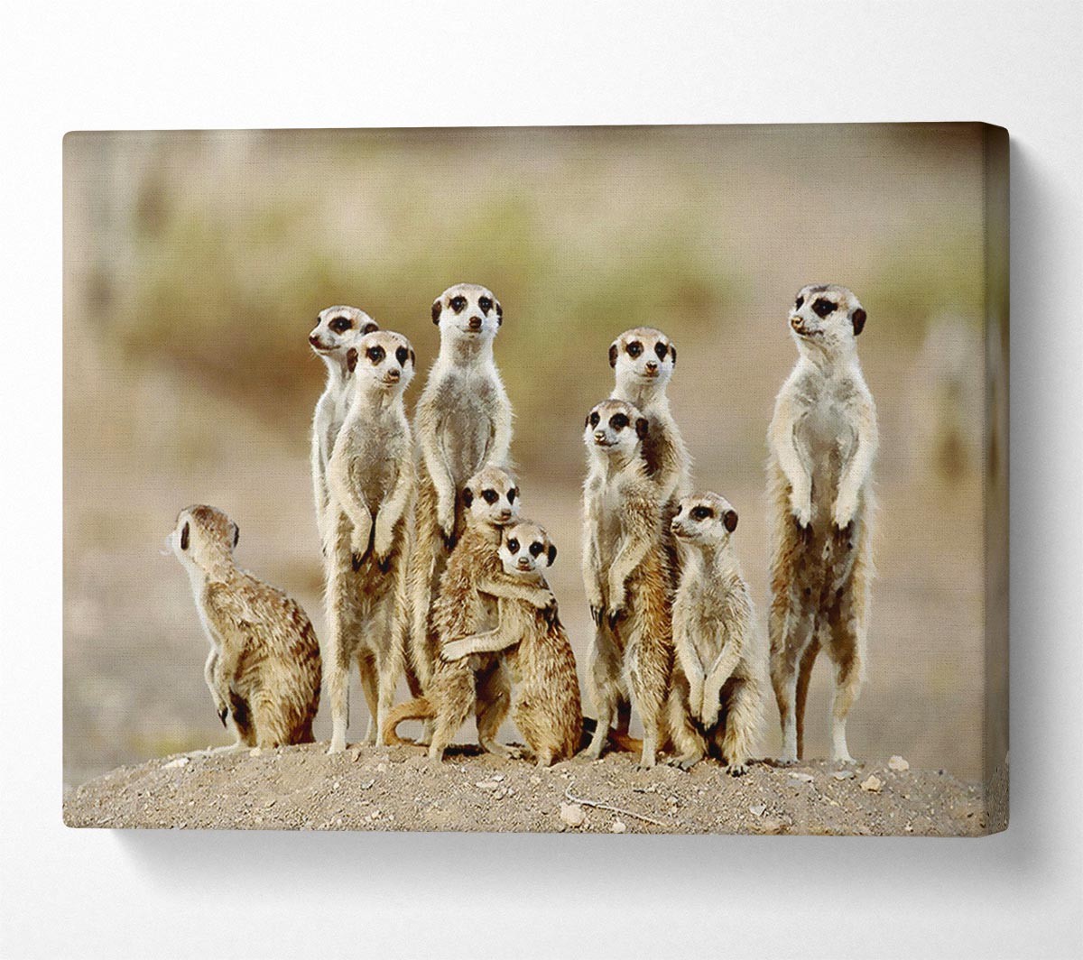 Meerkat Family