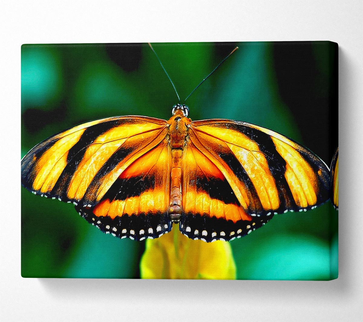 Orange And Black Butterfly