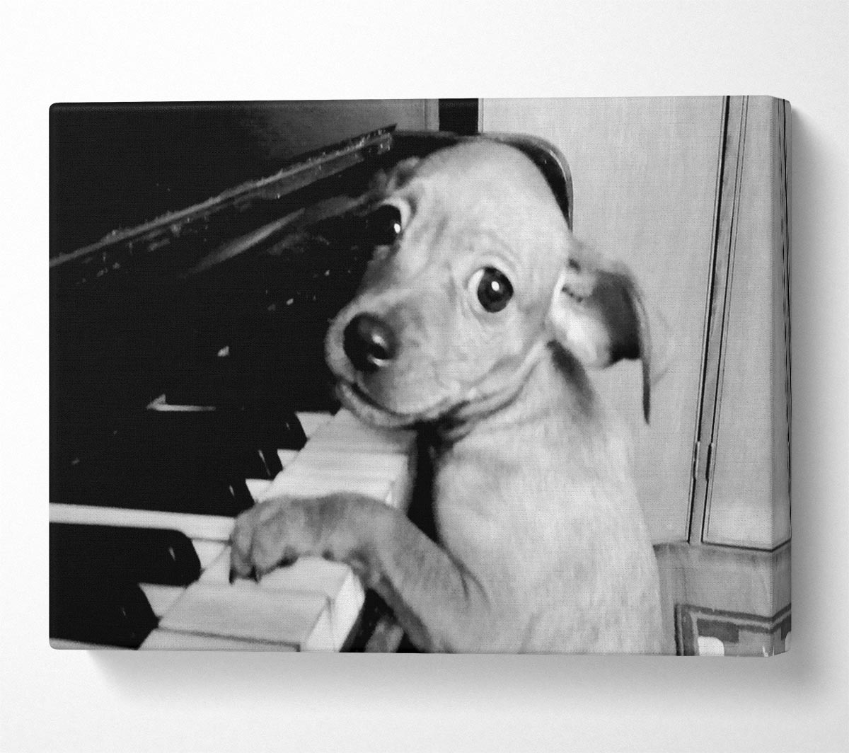 Piano Pup