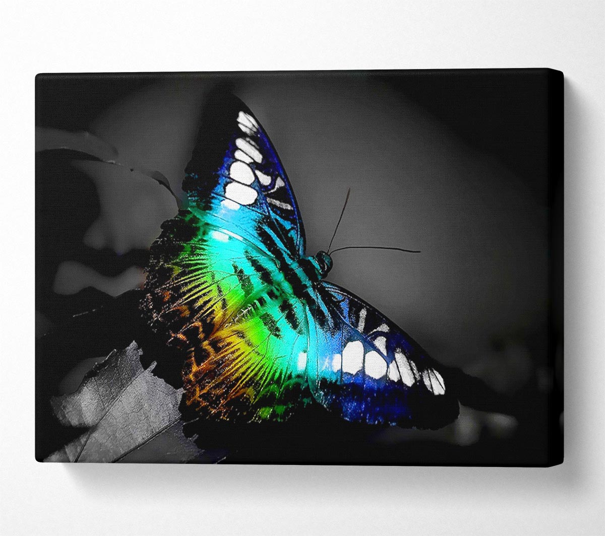 Psychodelic Butterfly