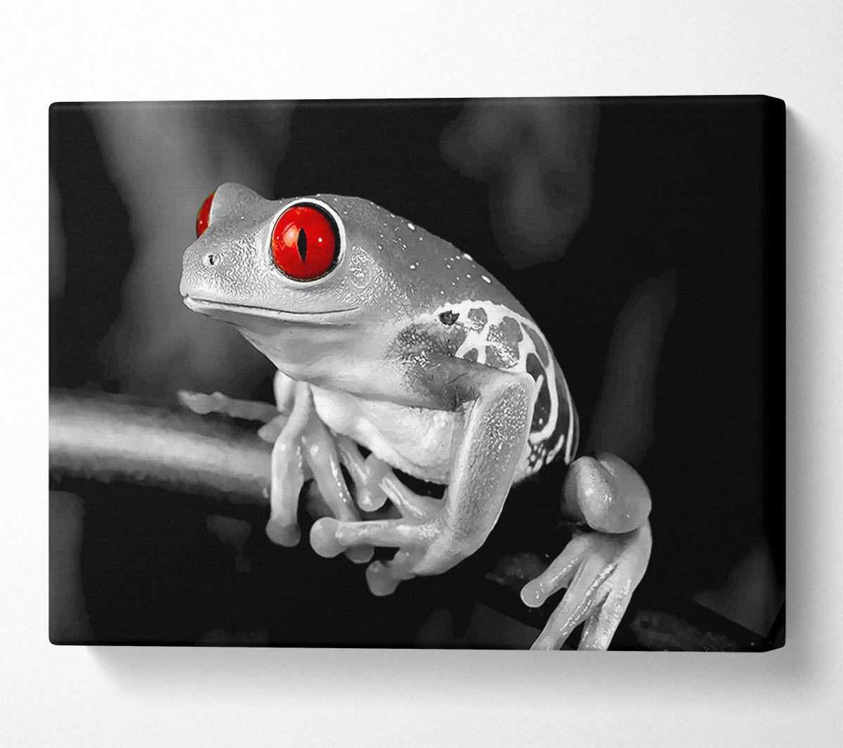 Red Eyed Frog