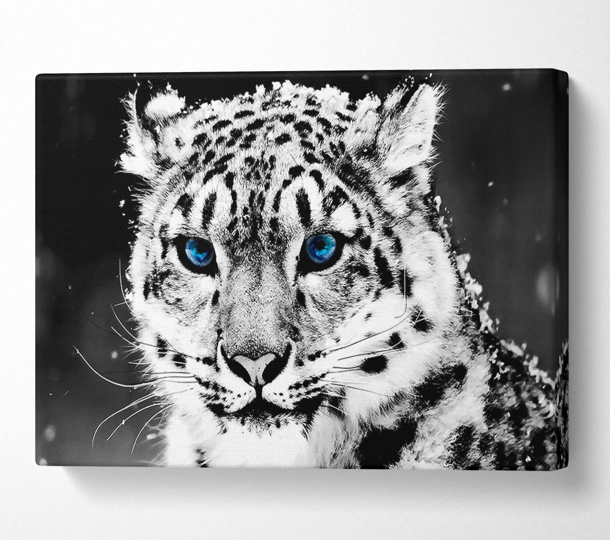 Snow Blue Eye Leopard