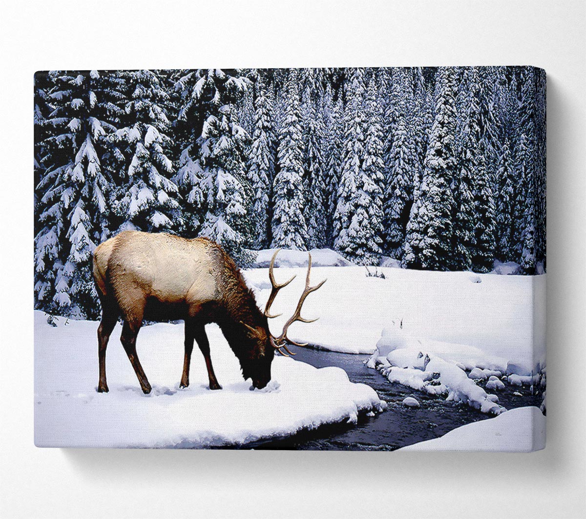 Stag In Winter