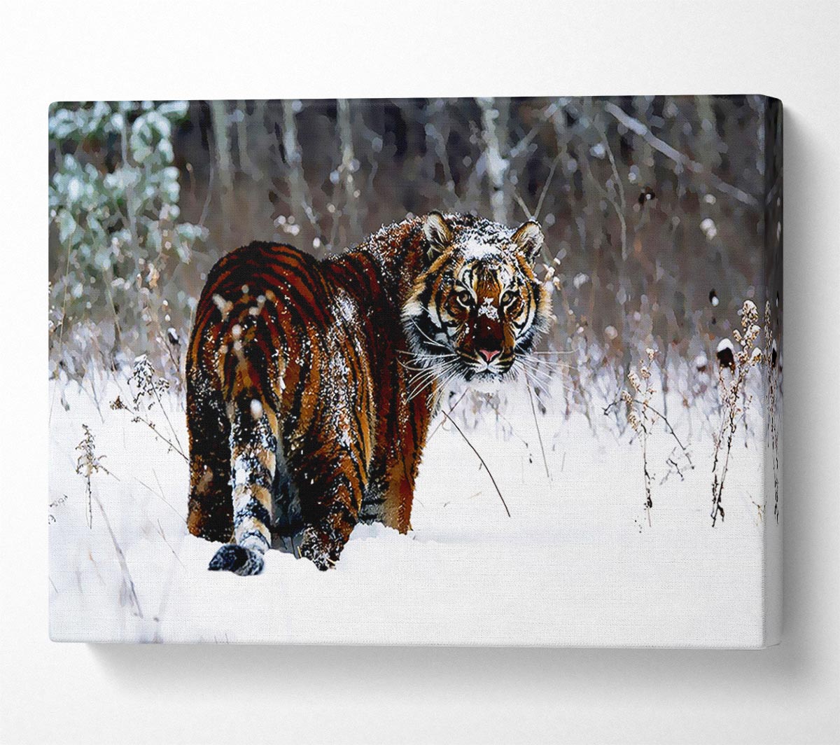 Tiger In The Snow