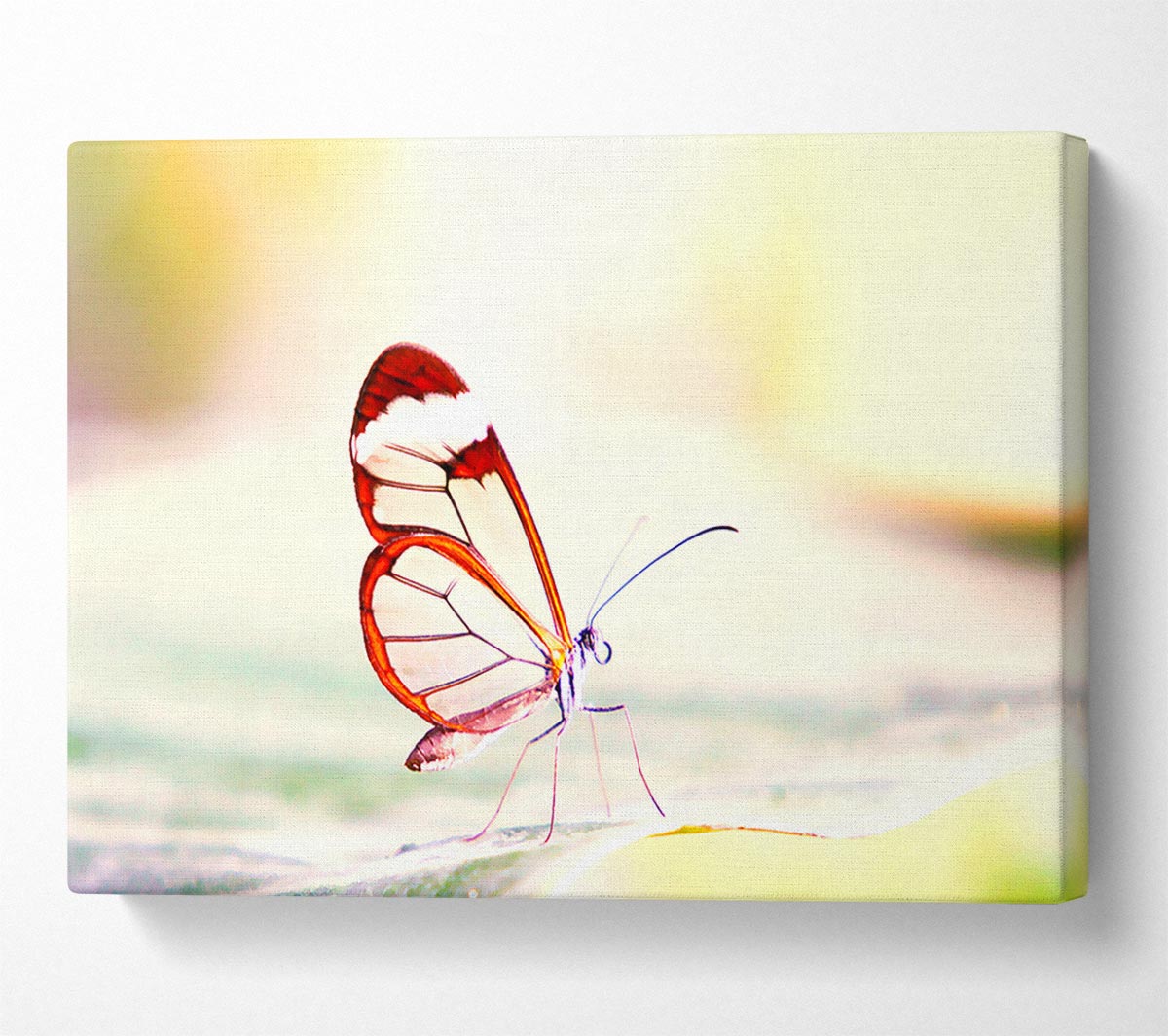 Transparent Winged Butterfly