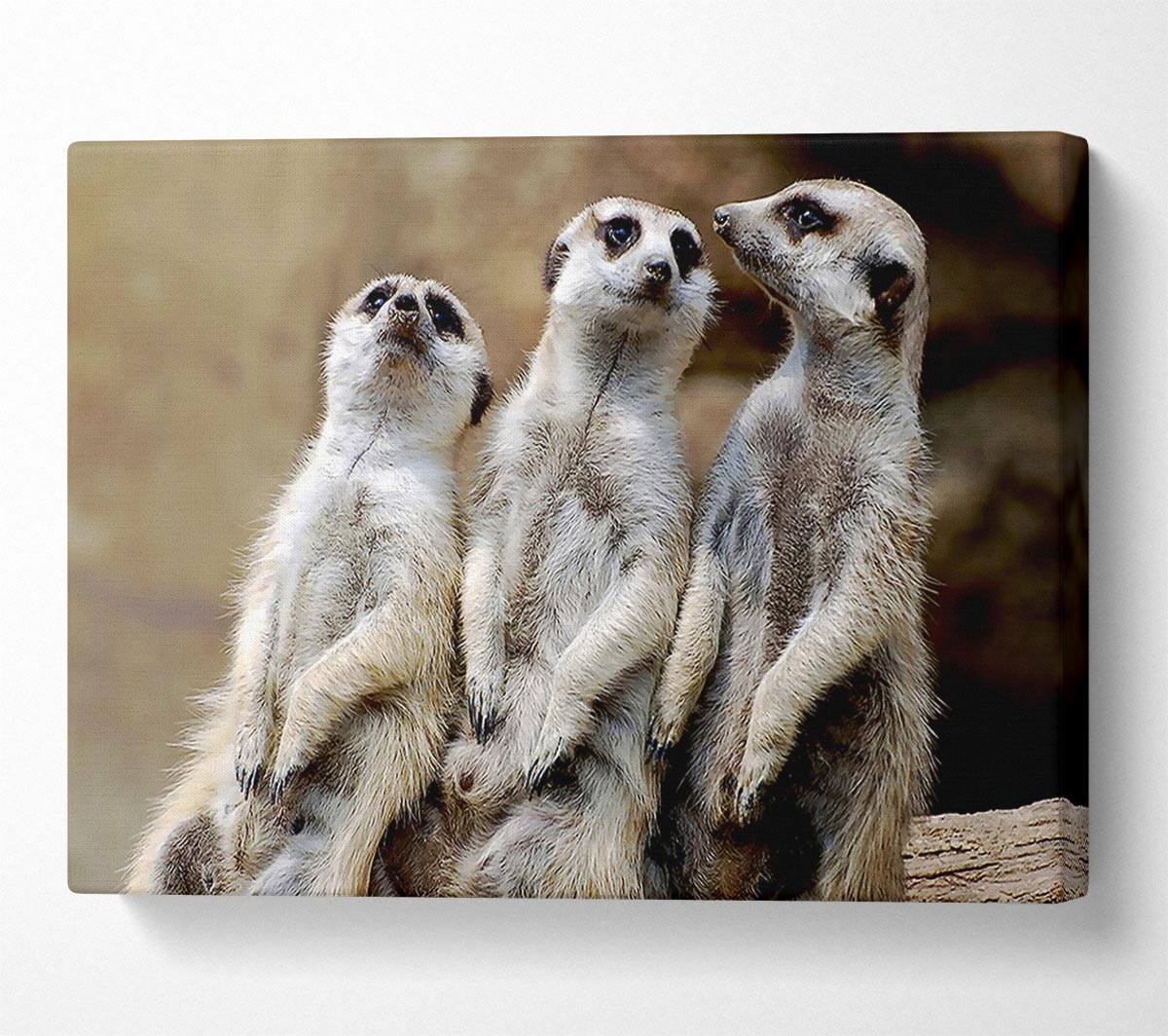 Trio Of Leaning Meerkats