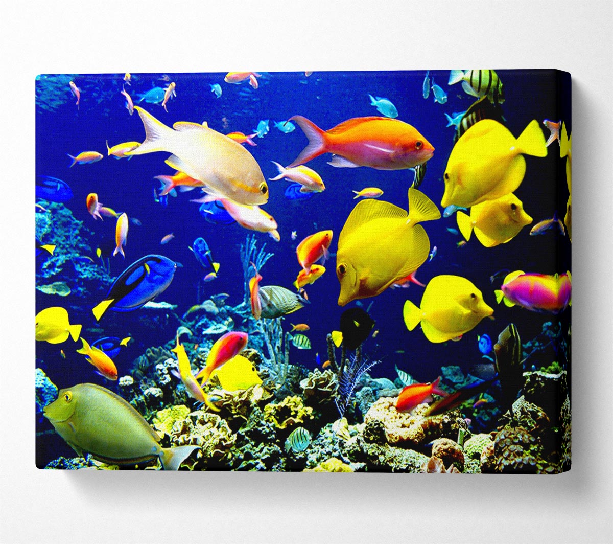 Tropical Fish Underwater