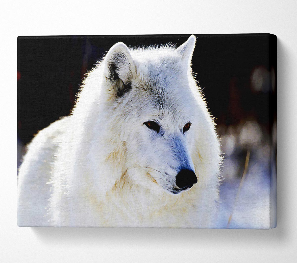 White Arctic Wolf