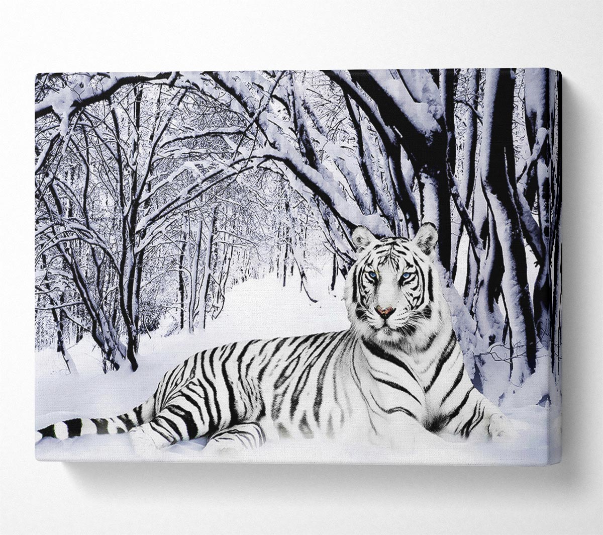 White Tiger In The Snow