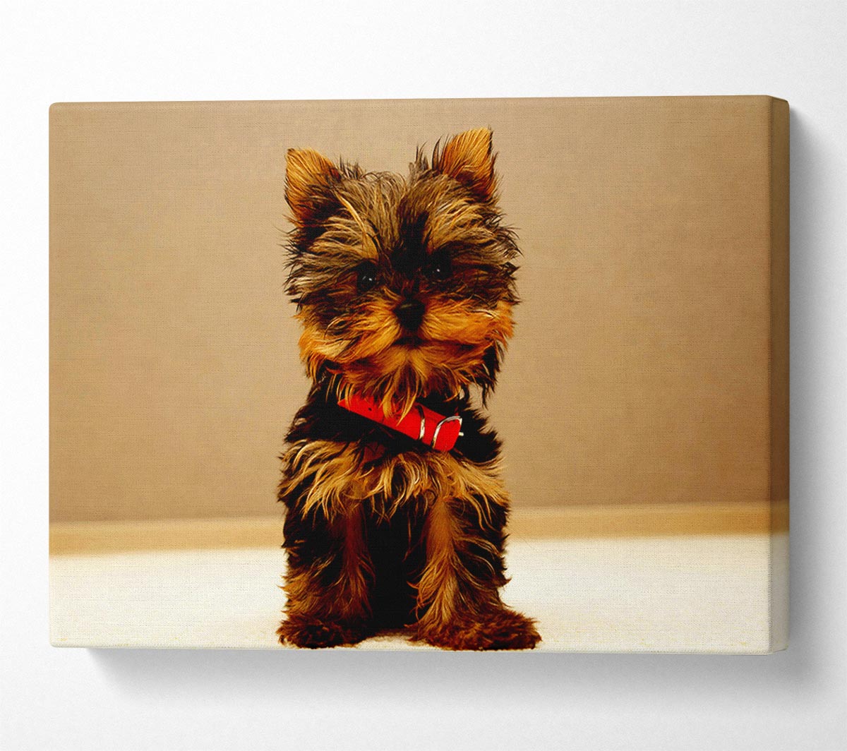 Yorkshire Terrier Puppy