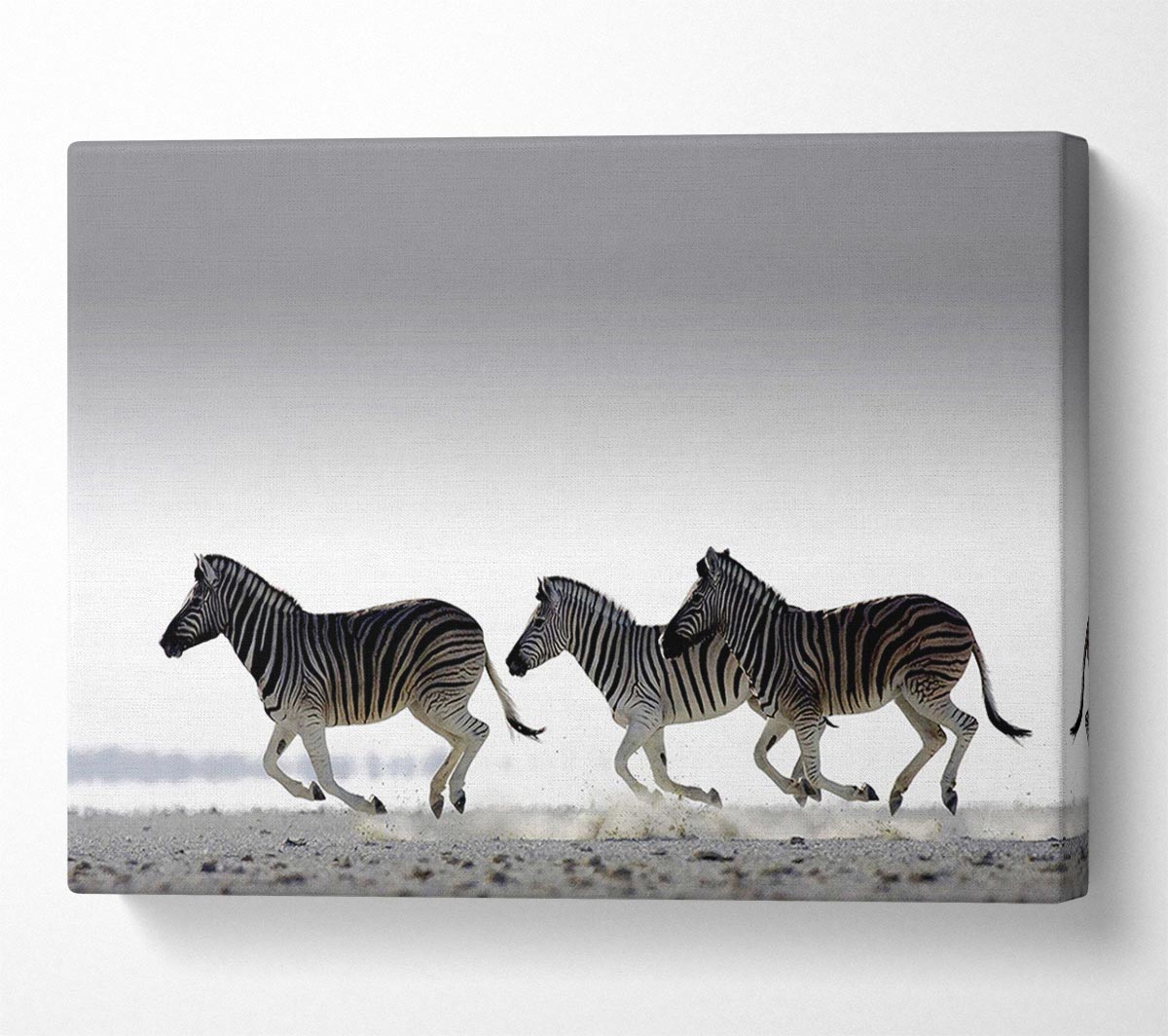 Zebras Ocean Running