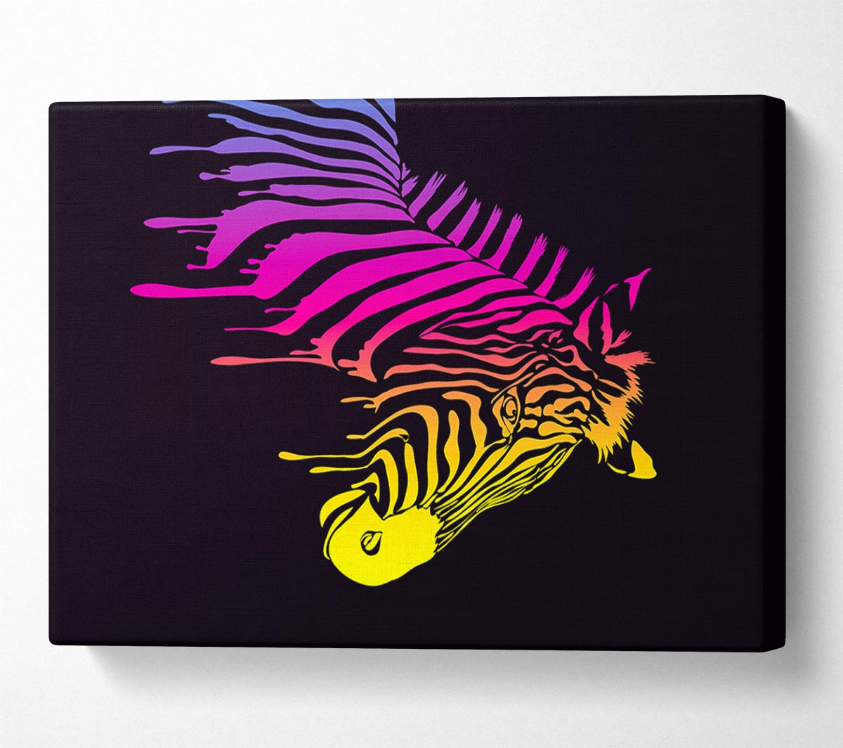 Zebra Rainbow