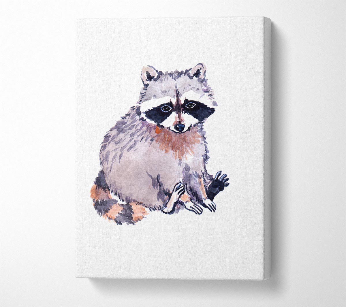 Raccoon Sitting