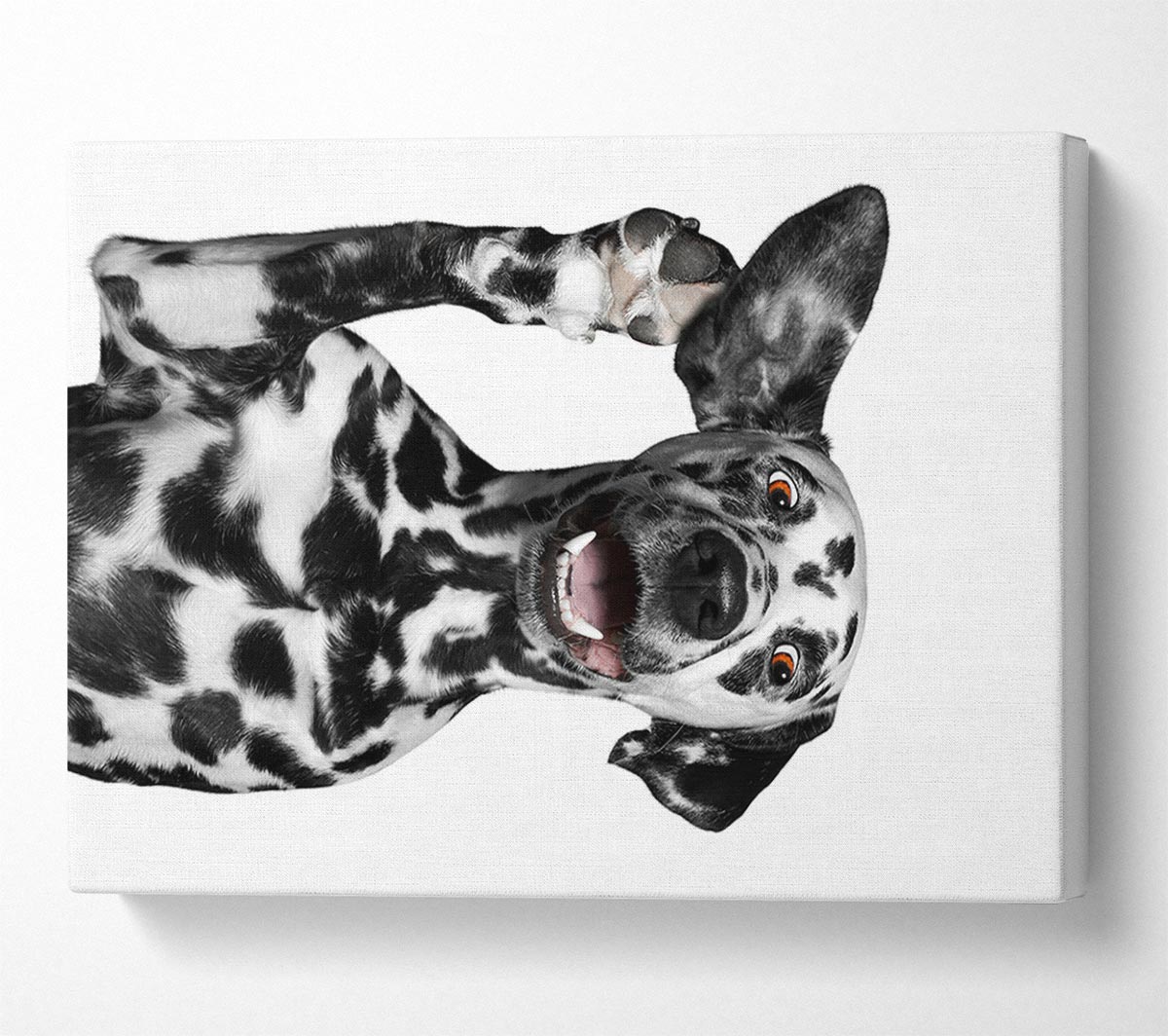 Dalmation Dog High Five