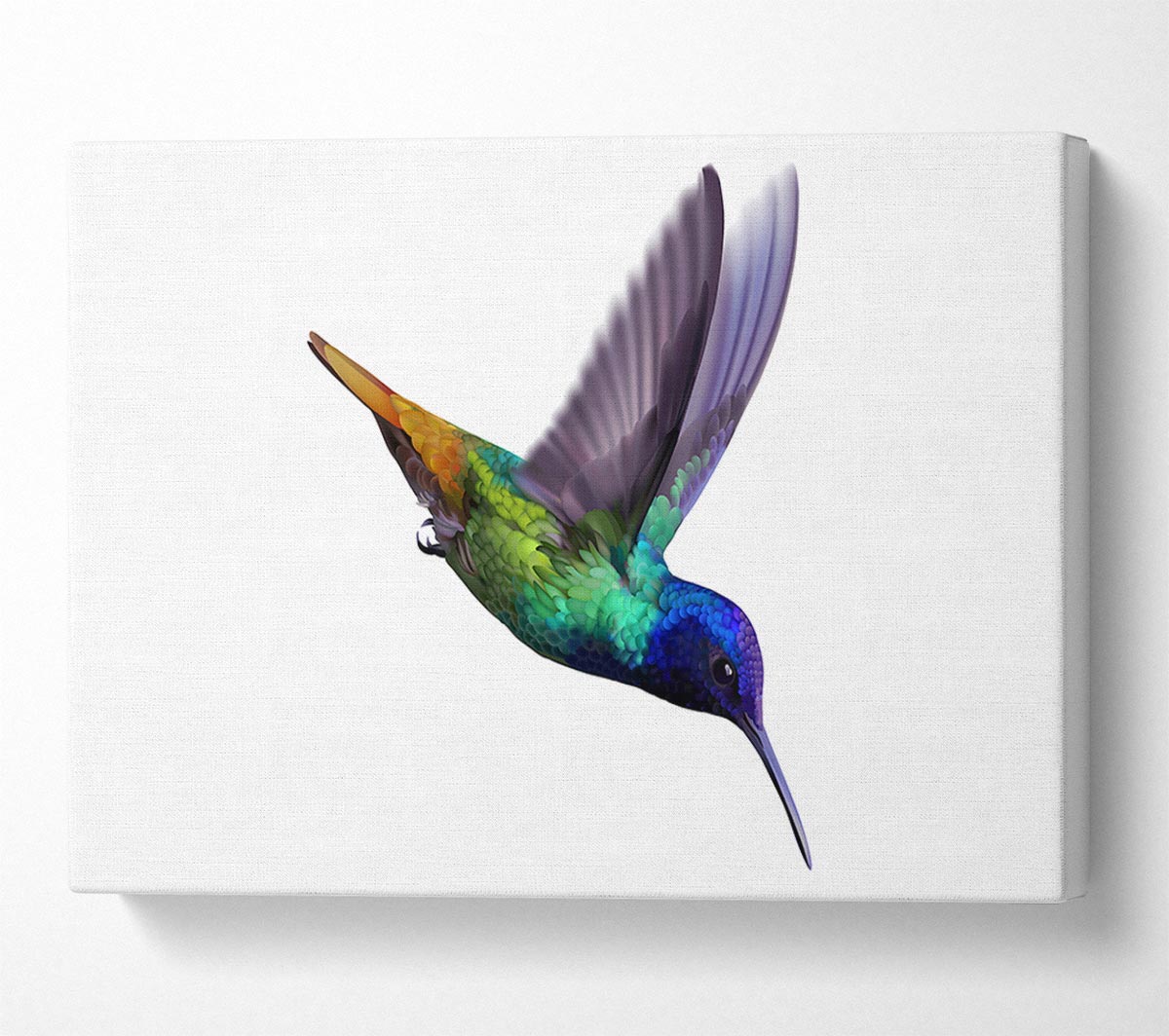 Hummingbird Colours