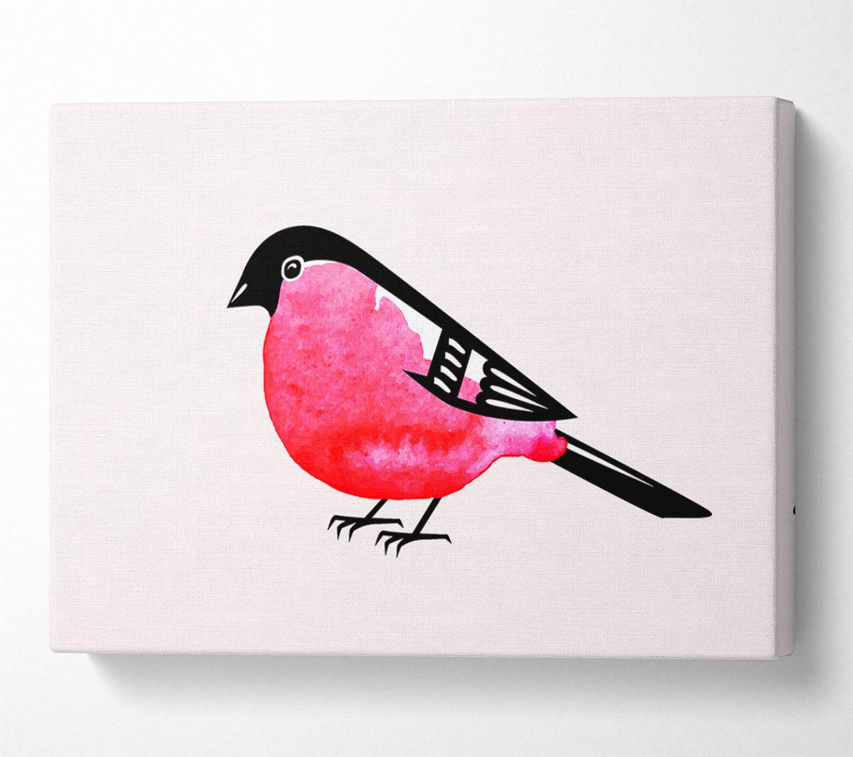 Pink Robin Breast