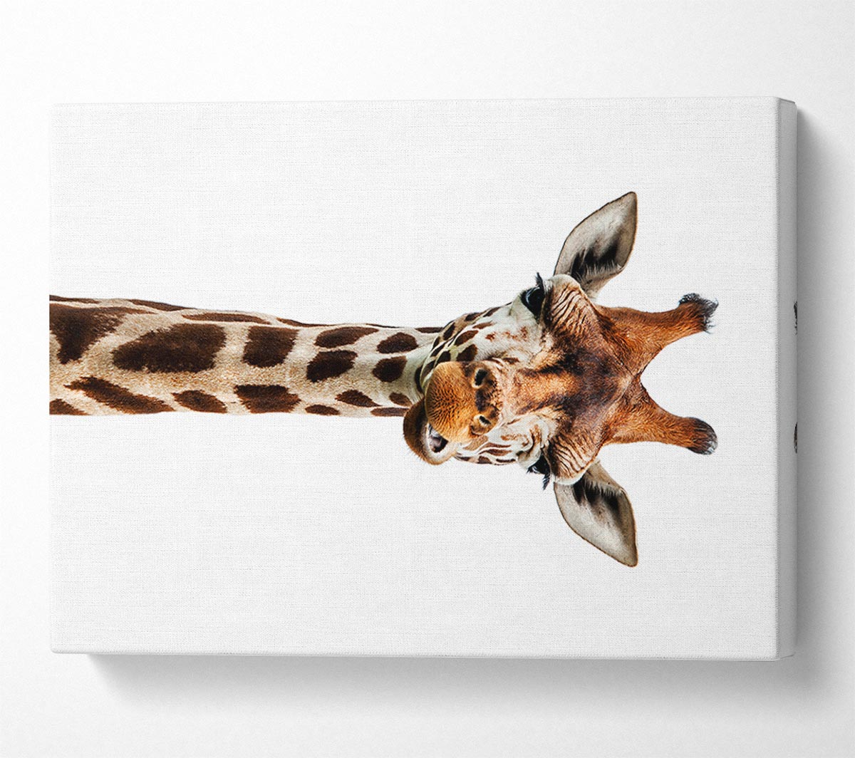 Goofy Giraffe