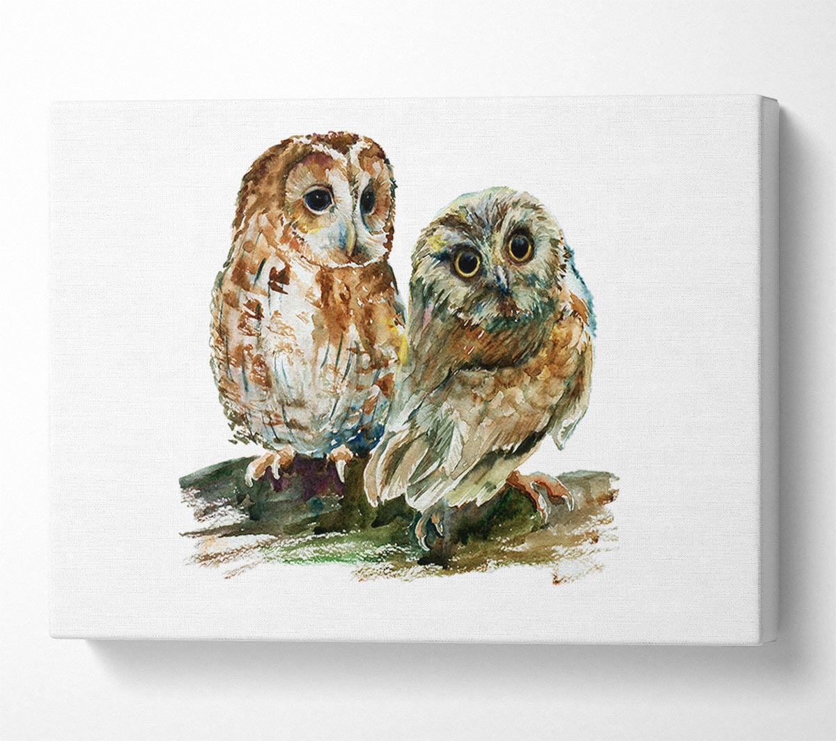 Barred Owl Duo