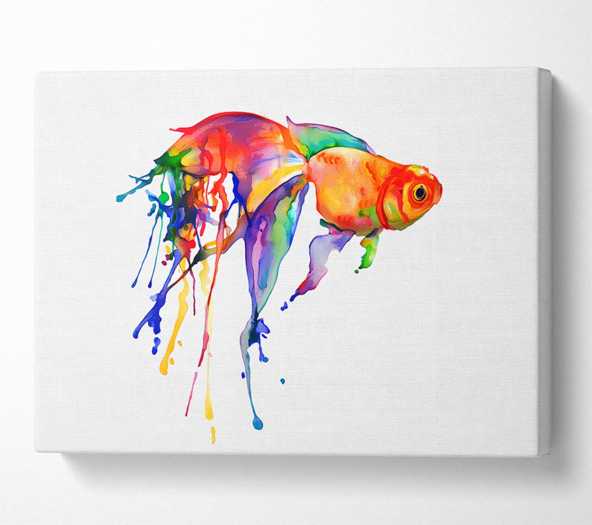 Rainbow Goldfish