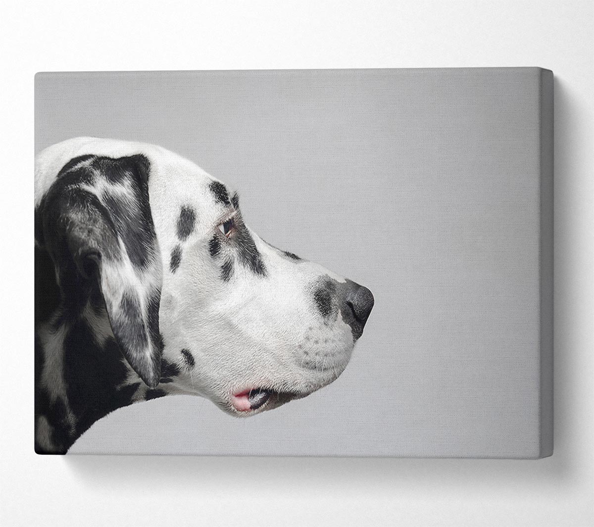 Dalmation Dog Face