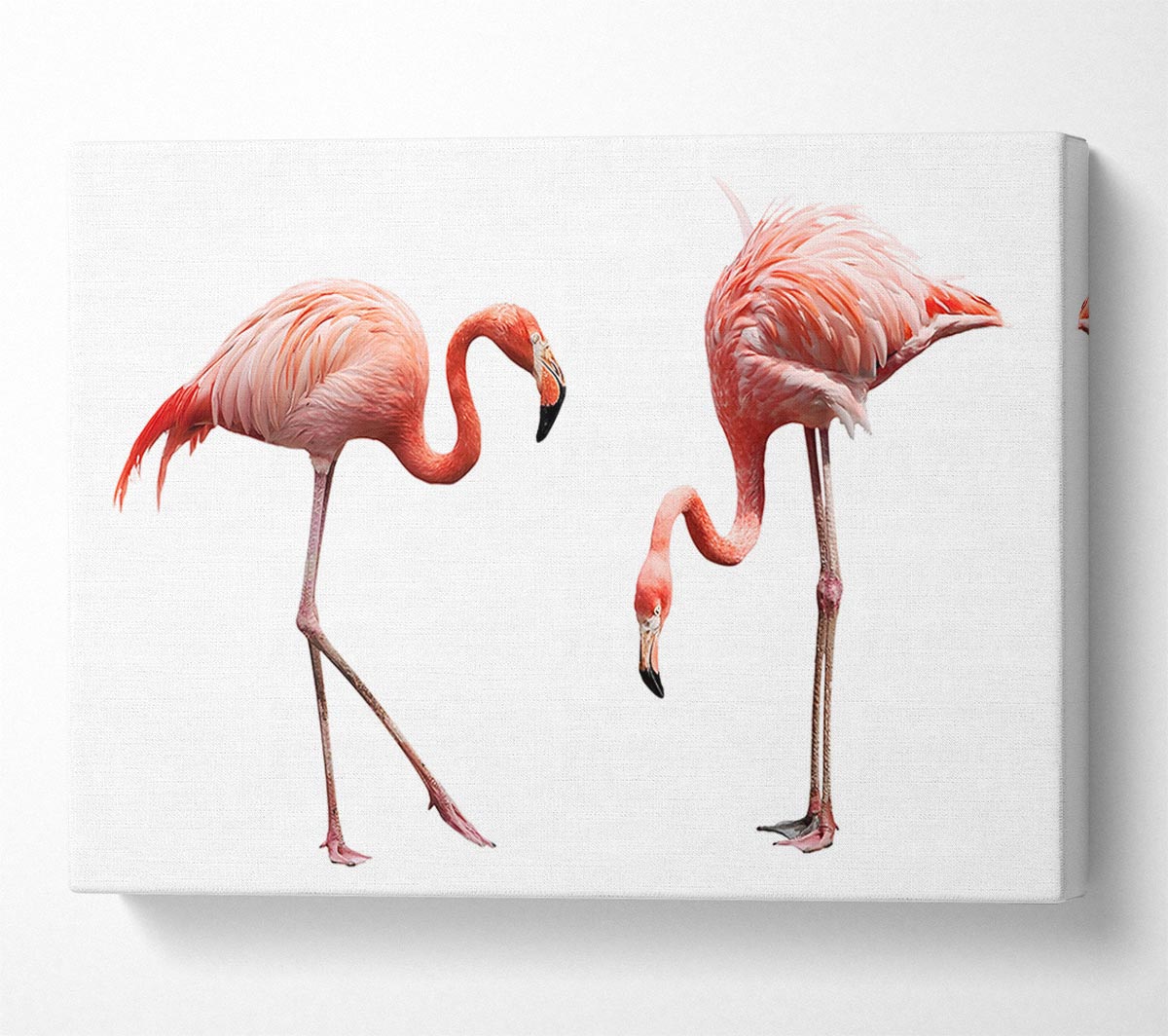 Pink Flamingo Duo