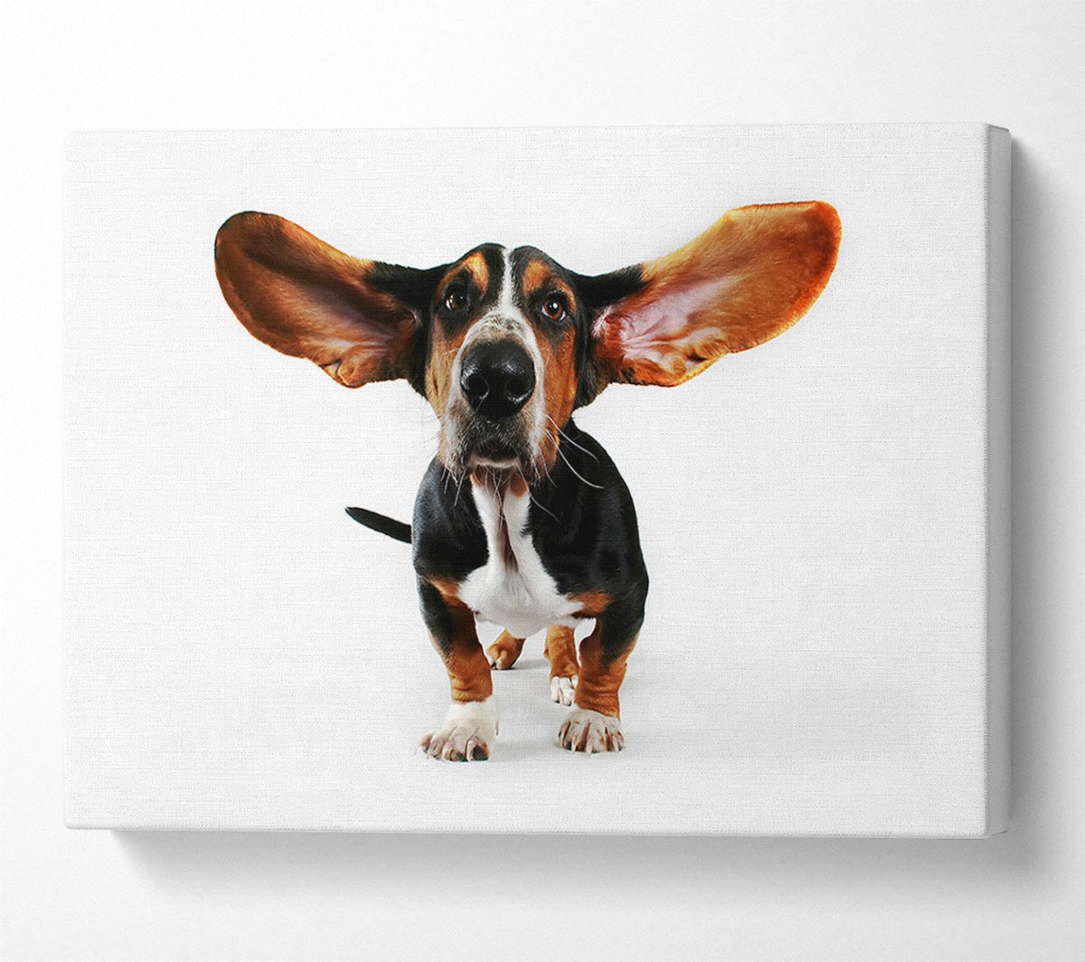 Basset Hound Ears