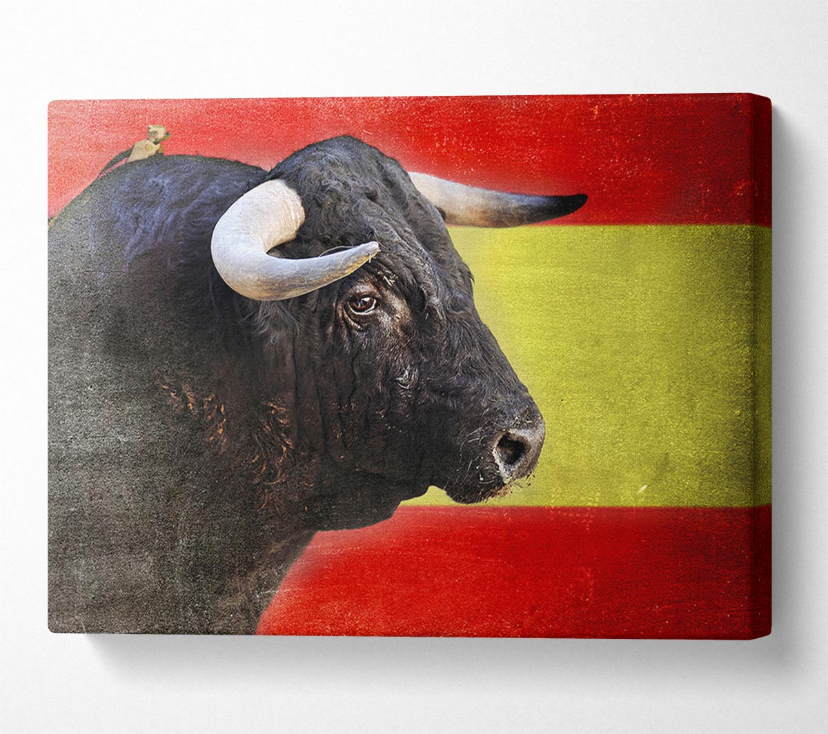 Spanish Bull