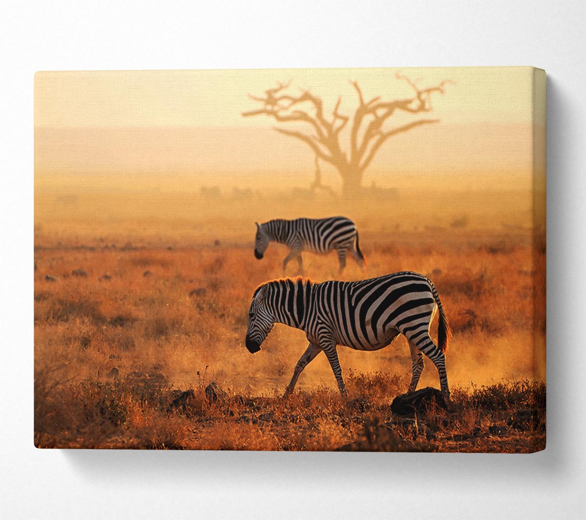 Sunset Zebra